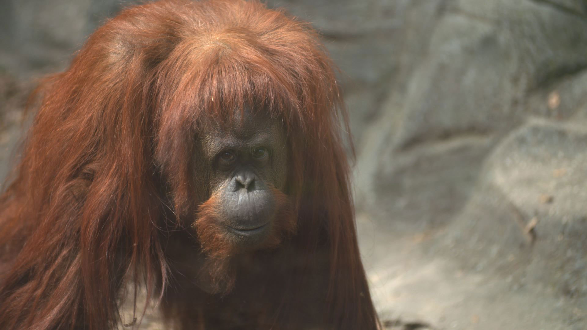 시민 오랑은 말한다